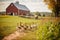 ducks and geese graze near the farm on a sunny day