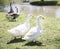 Ducks geese pond