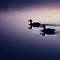 Ducks gliding across a tranquil pond at twilight and their silhouettes