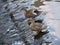 Ducks gliding along the river in Karlovy Vary, Czech Republic