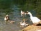 Ducks and goose family in a relaxed water lake