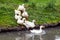 Ducks and goose with orange beaks and paws going in an artificial pond with muddy water on a summer day at a farm yard