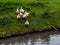 Ducks and goose with orange beaks and paws going in an artificial pond with muddy water on a summer day at a farm yard