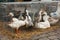 Ducks and Gooses on the animal market in Mol, Belgium