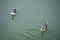 Ducks on a green lake, Brazil