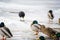 Ducks on ice of Neris river