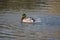Ducks iliving and enjoy the lake