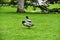 The ducks in the Jardin Botanico in Madrid, Spain