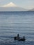 Ducks, Lago Llanquihue y volcÃ¡n Osorno, Chile