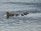 Ducks on the lagoon