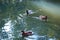 Ducks in the lake of the garden park Infante Don Pedro, Aveiro. Portugal