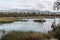 Ducks in Lake with Marsh Grass, Trees and Mountains