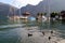 The ducks on the lake with the mountains and the boats on the background in the sunny day.