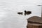 ducks on the lake sihouette of ducks parent kid duckling baby