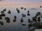 Ducks at lake Staffelsee in Bavaria, Germany