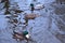 Ducks on a lake in Vienna