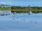 Ducks landing with reflection on lake winslow