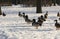 Ducks lined up a wedge of snow in the Park, feathers, birds