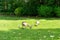 Ducks looking for food in the botanical garden, Frankfurt am Main