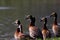 Ducks looking at the lake