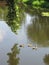 Ducks lounging on a slow moving stream