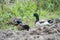 Ducks, Mallard, Anas platyrhynchos