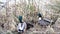 Ducks, mallard, searching for fodder in the reeds