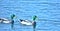 Ducks, Mallard, two males on pond