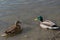 Ducks mallards female with brown plumage and male drake with green and gray plumage swim from lake shore on calm blue water