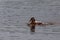 Ducks { mallards } mating on the water