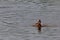 Ducks { mallards } mating on the water