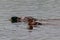 Ducks { mallards } mating on the water