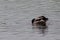 Ducks { mallards } mating on the water