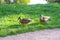 Ducks or mallards walk on the green grass.