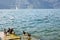 Ducks on the marina of the town of Malcesine on lake Garda, Italy