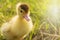 Ducks in the middle of grass with rice fields in the background