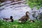 Ducks in Minnewaterpark and Minnewater lake of Brugge