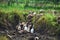 Ducks in mud in rice field Bali