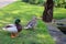 Ducks near the pond, London