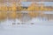 Ducks near withered reeds catkins