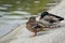 Ducks nearly the lake in the park