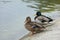 Ducks nearly the lake in the park