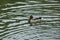 Ducks nearly the lake in the park