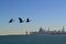 Ducks over Chicago skyline