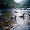 Ducks in Overcast River