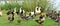 Ducks on Parade at Lake Hefner, Veterans monument, Oklahoma City