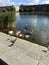 Ducks in the park