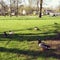 Ducks in a park