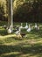 Ducks in the park protecting their ducklings