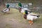 Ducks in the park at spring, Poland